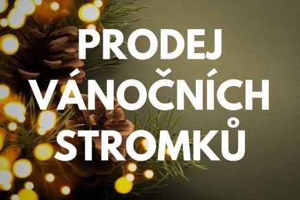 Lesní krajina k tématu Vánoční stromky